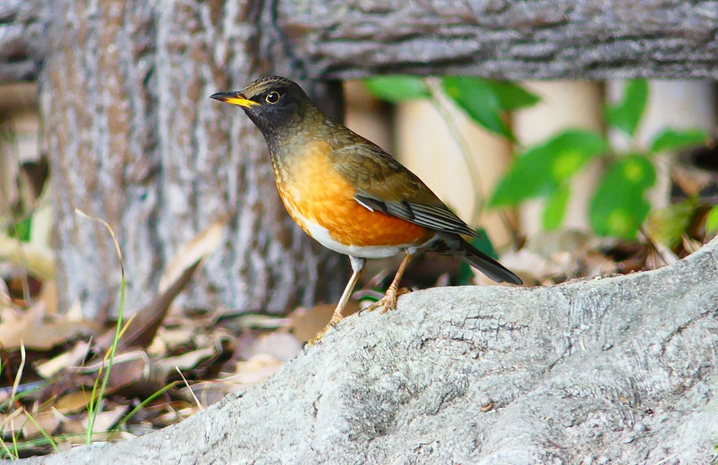P4720017：オオアカハラ（オス）_R