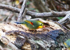 P1900816：ソウシチョウ_R