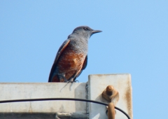 P1070367：イソヒヨドリ（オス）_R