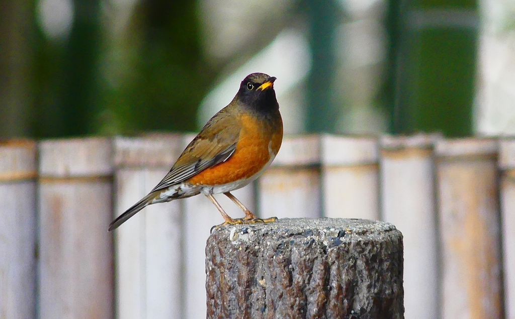 P4720080：オオアカハラ（オス）_R