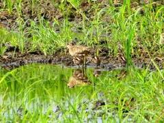 P1130255：タマシギ親子_R