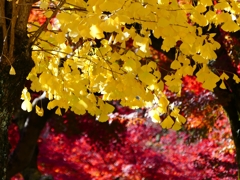 P1030416：南禅寺＜京都の紅葉＞_R