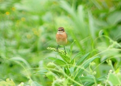 P1260314：ノビタキ_R