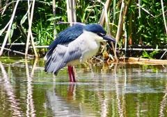 P2010811：ゴイサギ_R