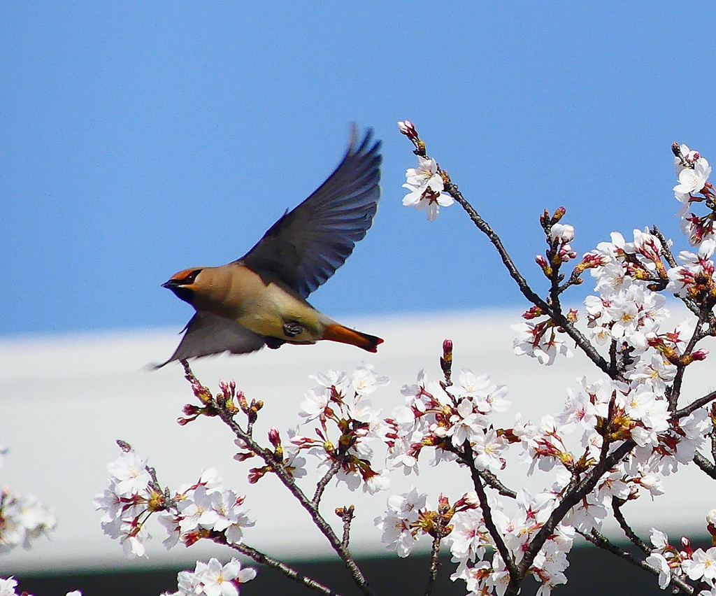 P3970445：飛ぶヒレンジャク_R