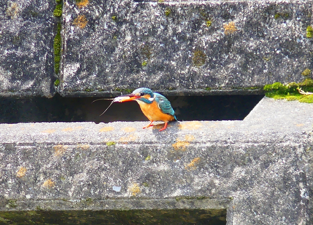 P4870186：カワセミ（メス）_R