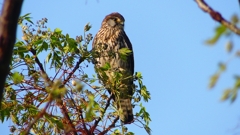 P1980762：チョウゲンボウ-01_R