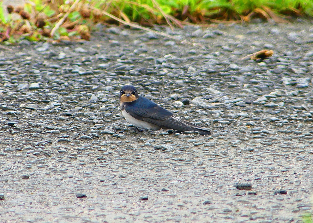 P1030598：ツバメ（幼鳥）_R