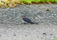 P1030598：ツバメ（幼鳥）_R