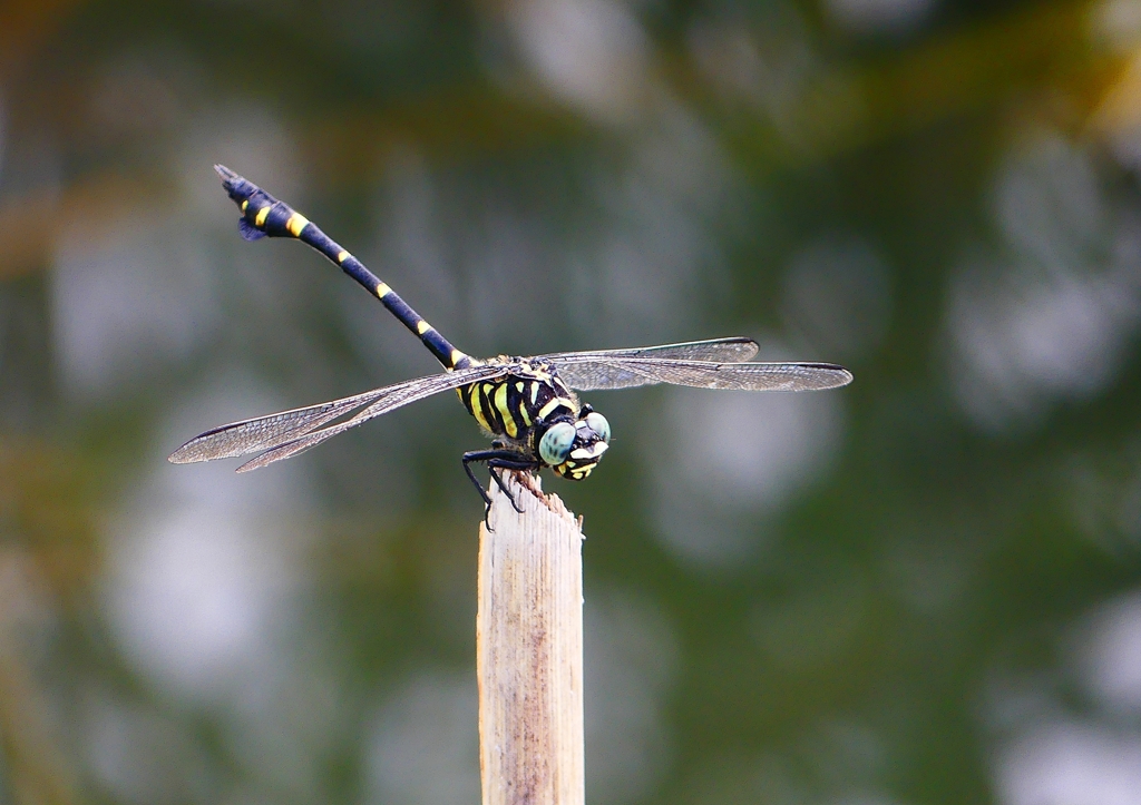 P1140314：タイワンウチワヤンマ_R