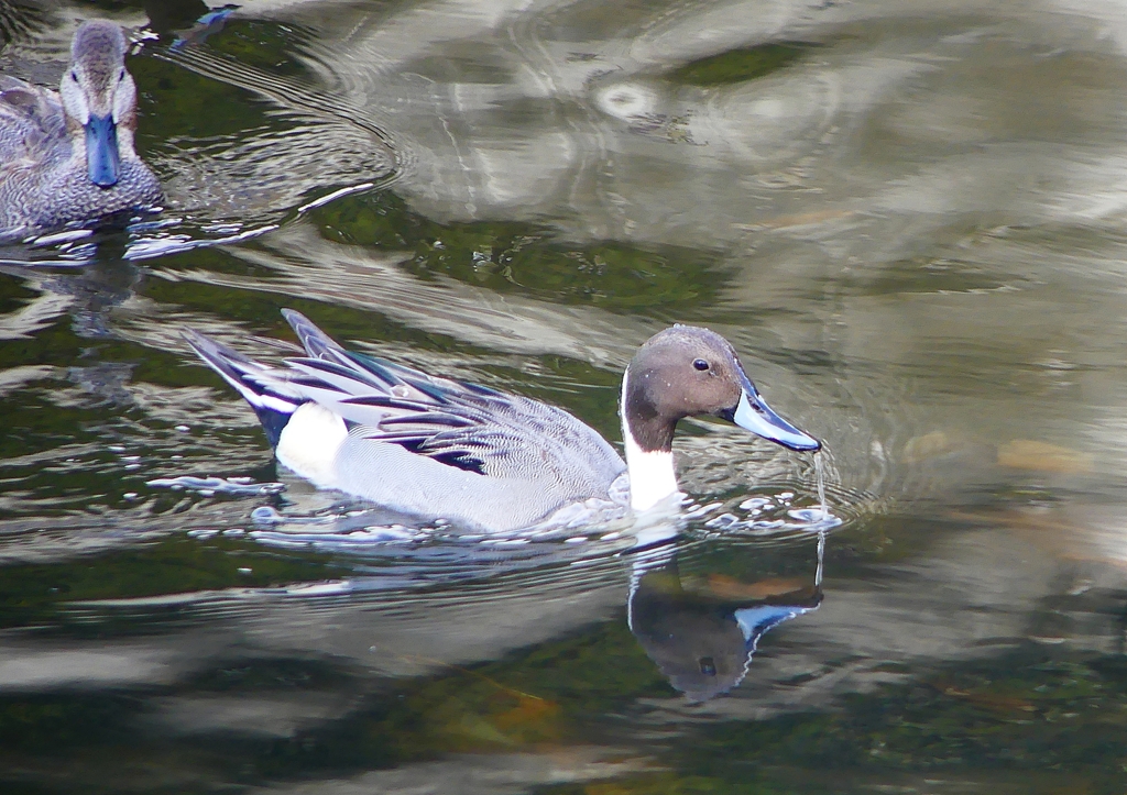 P1640009：オナガガモ_R