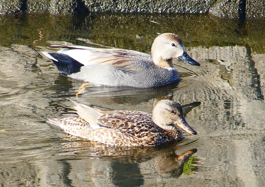 P1630609：オカヨシガモ_R
