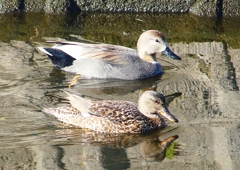 P1630609：オカヨシガモ_R