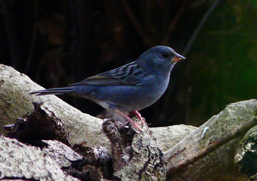 P1750599：クロジ_R