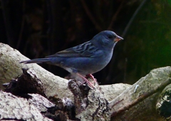 P1750599：クロジ_R
