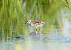 P1250964：トウネン_R