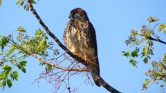 P1990130：チョウゲンボウ-27_R