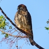 P1990130：チョウゲンボウ-27_R