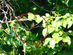 P1130581：カワセミ_R