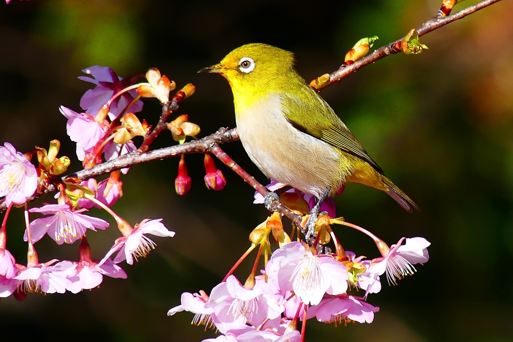 P4790444：メジロ＜河津桜＞_R