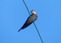 P1180648：コシアカツバメ_R