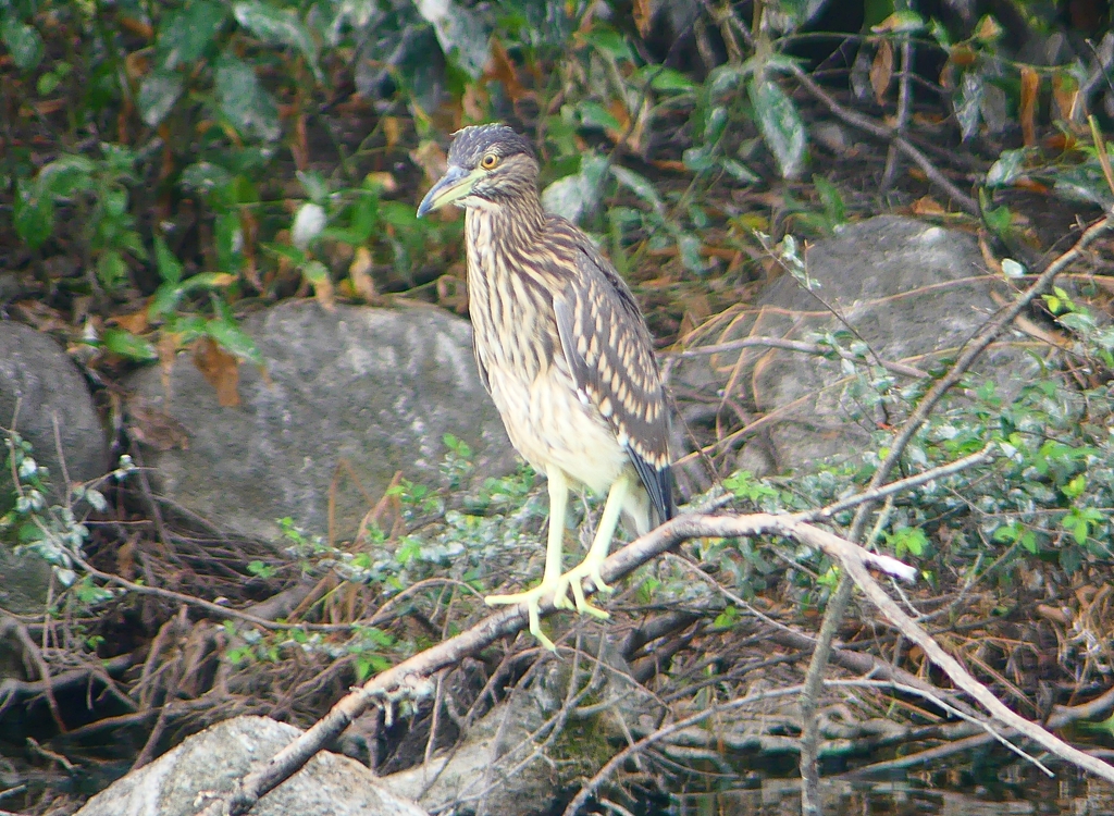 P1120133：ホシゴイ_R