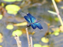P1090178：チョウトンボ_R