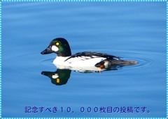 P1430040：ホオジロガモ（オス）_R