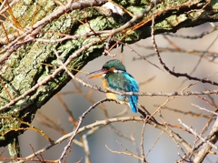 P3790851：カワセミ（メス）_R