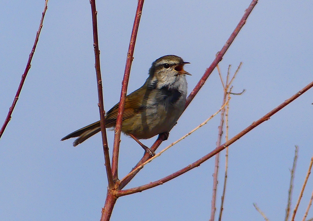 P1840361：ウグイス_R