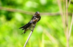 P1010291：ツバメ（幼鳥）_R