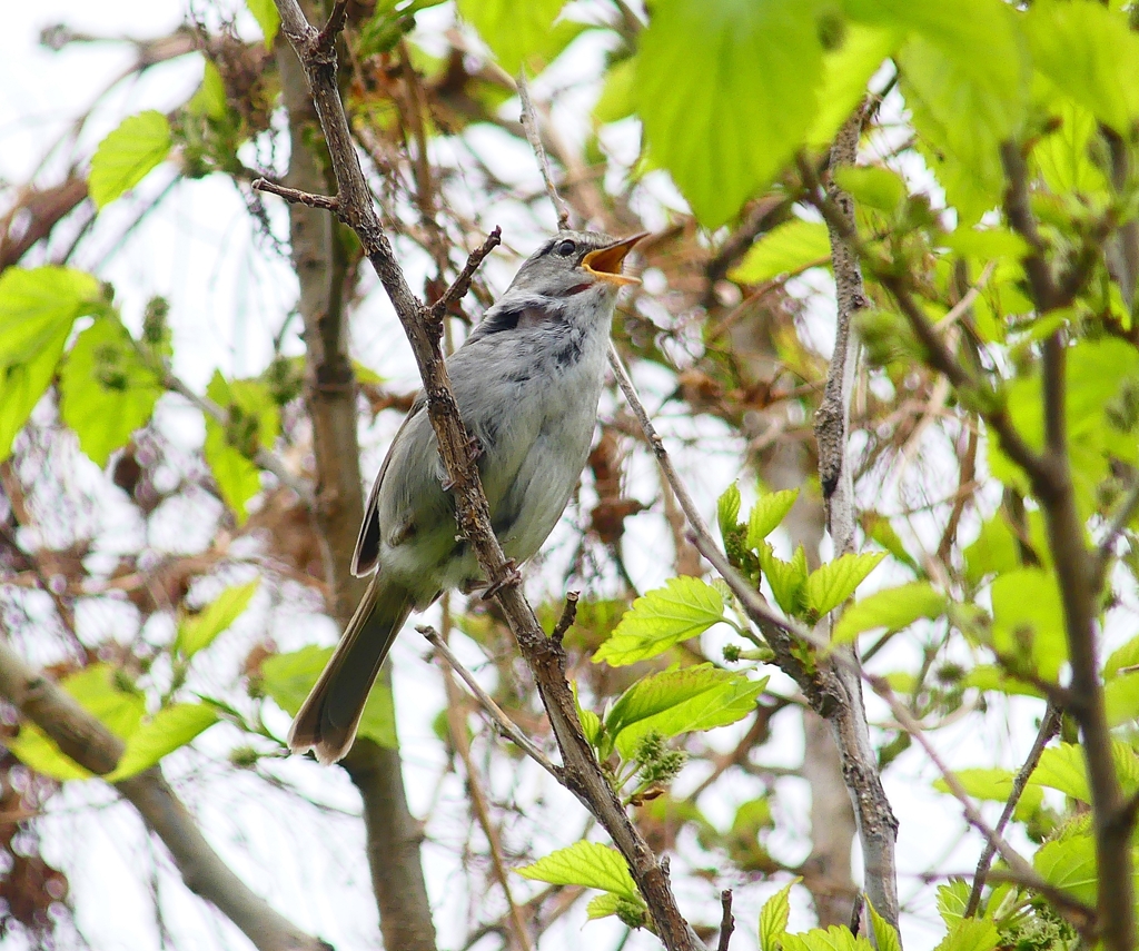 P4030477：ウグイス_R