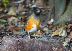 P1880942：オオアカハラ_R