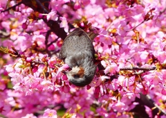 P1880176：河津桜にヒヨドリ_R