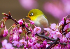 P1870238：河津桜にメジロ_R