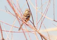 P1850569：ベニマシコ_R