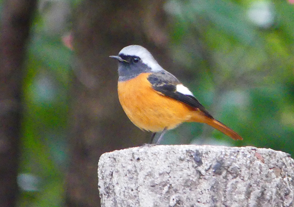 P1480039：ジョウビタキ（オス）_R