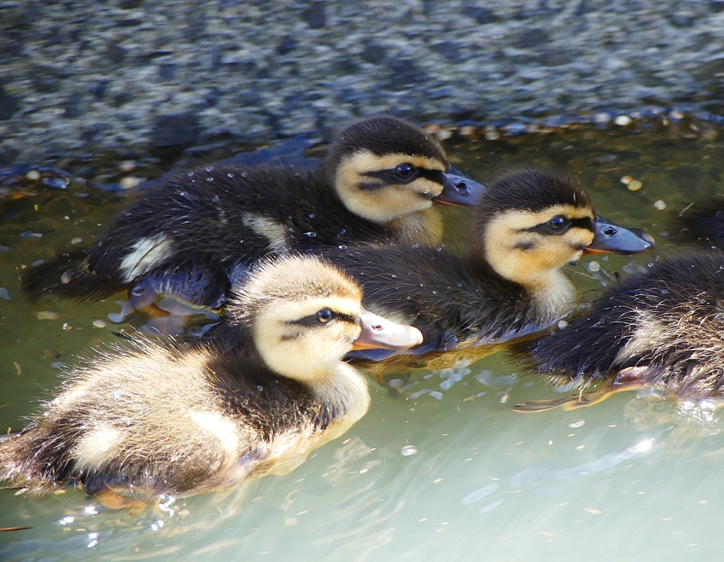 P1030113：カルガモのヒナ_R