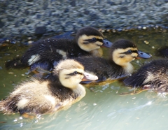 P1030113：カルガモのヒナ_R