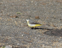 P3750453：キセキレイ_R