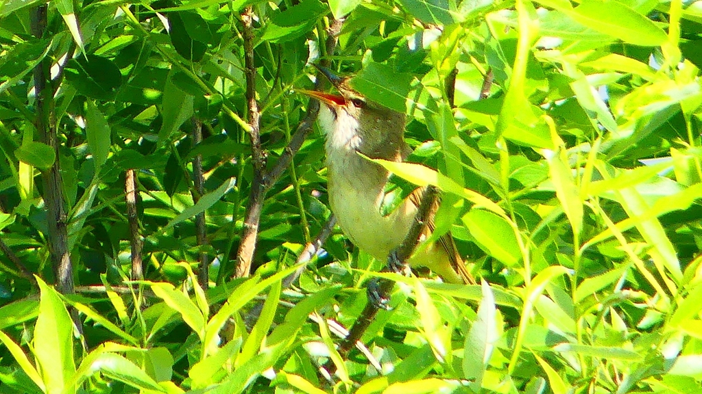 P1990151：オオヨシキリ-23_R