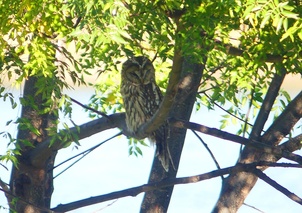 P1450311：フクロウ_R