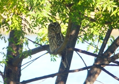 P1450311：フクロウ_R