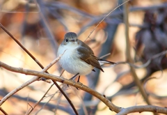 P4620518：ニシオジロビタキ_R