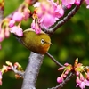P4770409：メジロ＜河津桜＞_R