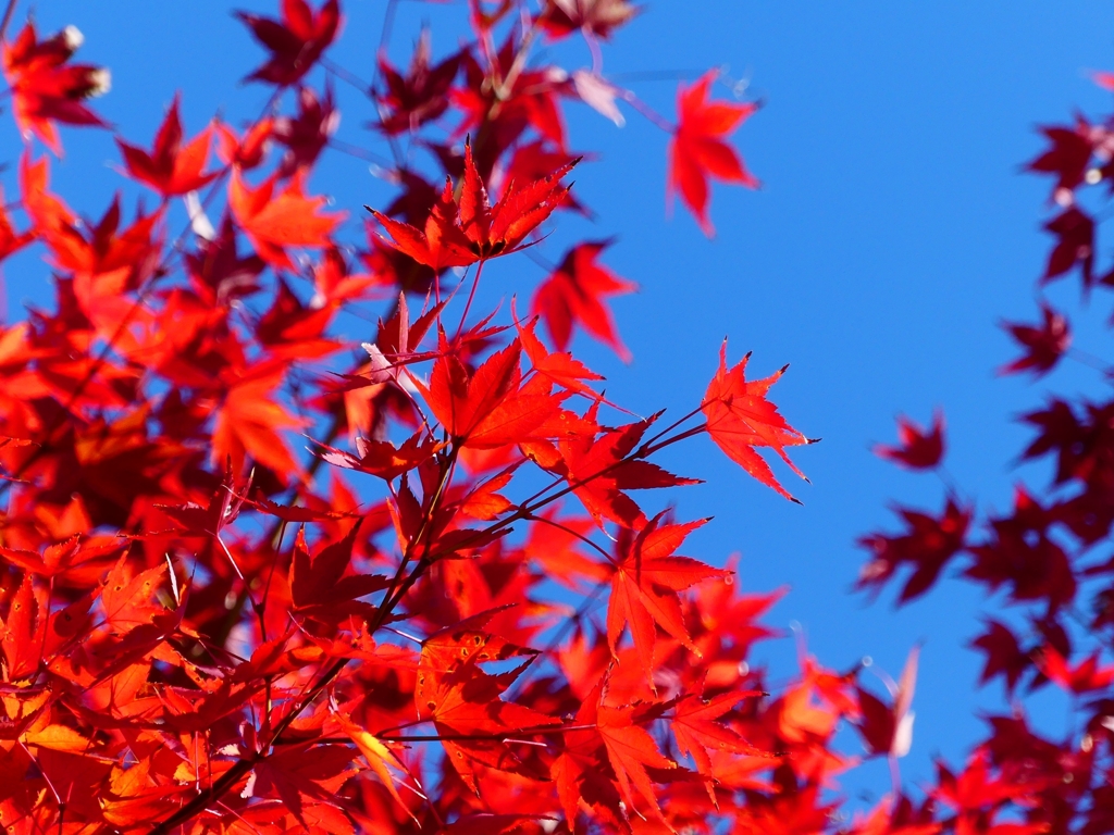 P1030498：永観堂＜京都の紅葉＞_R