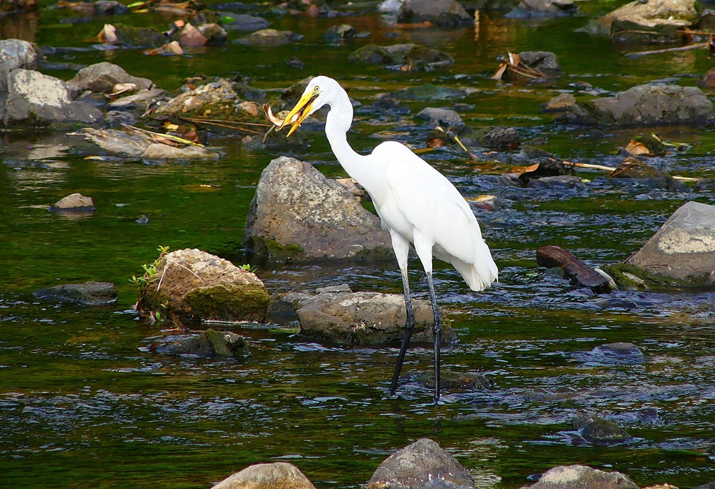 P4240355：ダイサギ・オイカワＧＥＴ_R