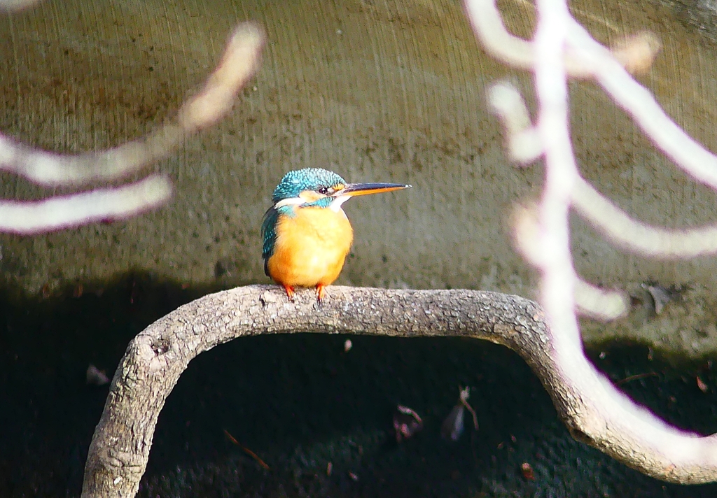 P4700428：カワセミ（メス）_R