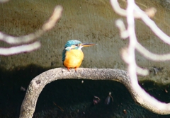 P4700428：カワセミ（メス）_R