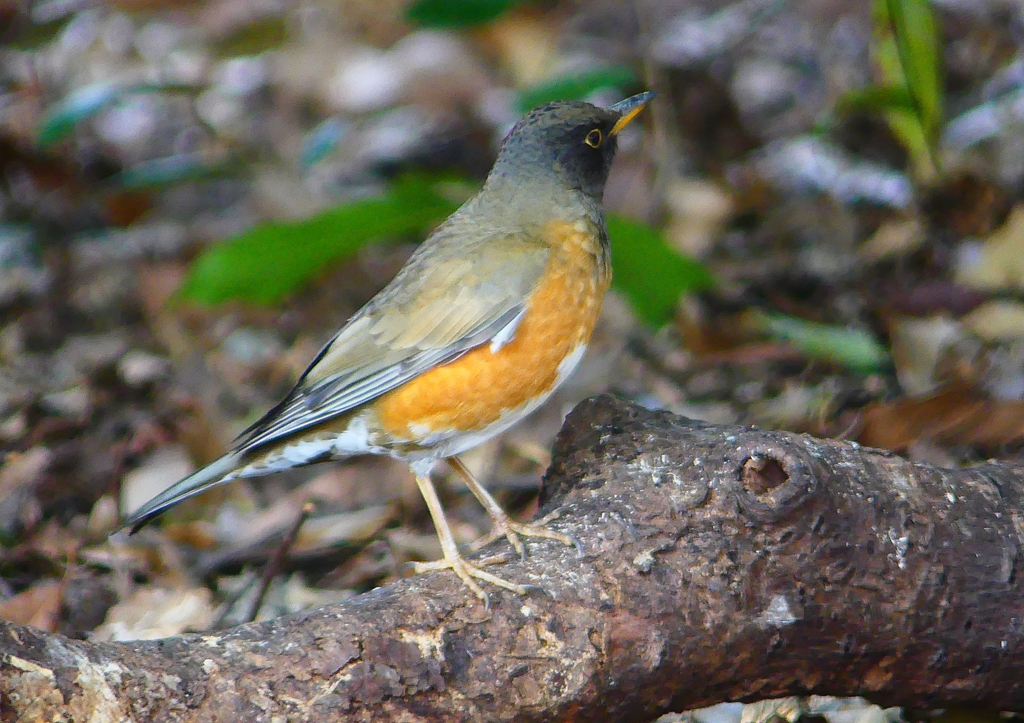 P1880888：オオアカハラ_R